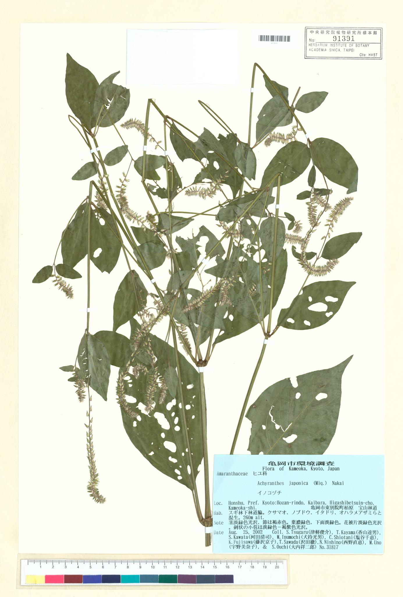 Sample image for viewer