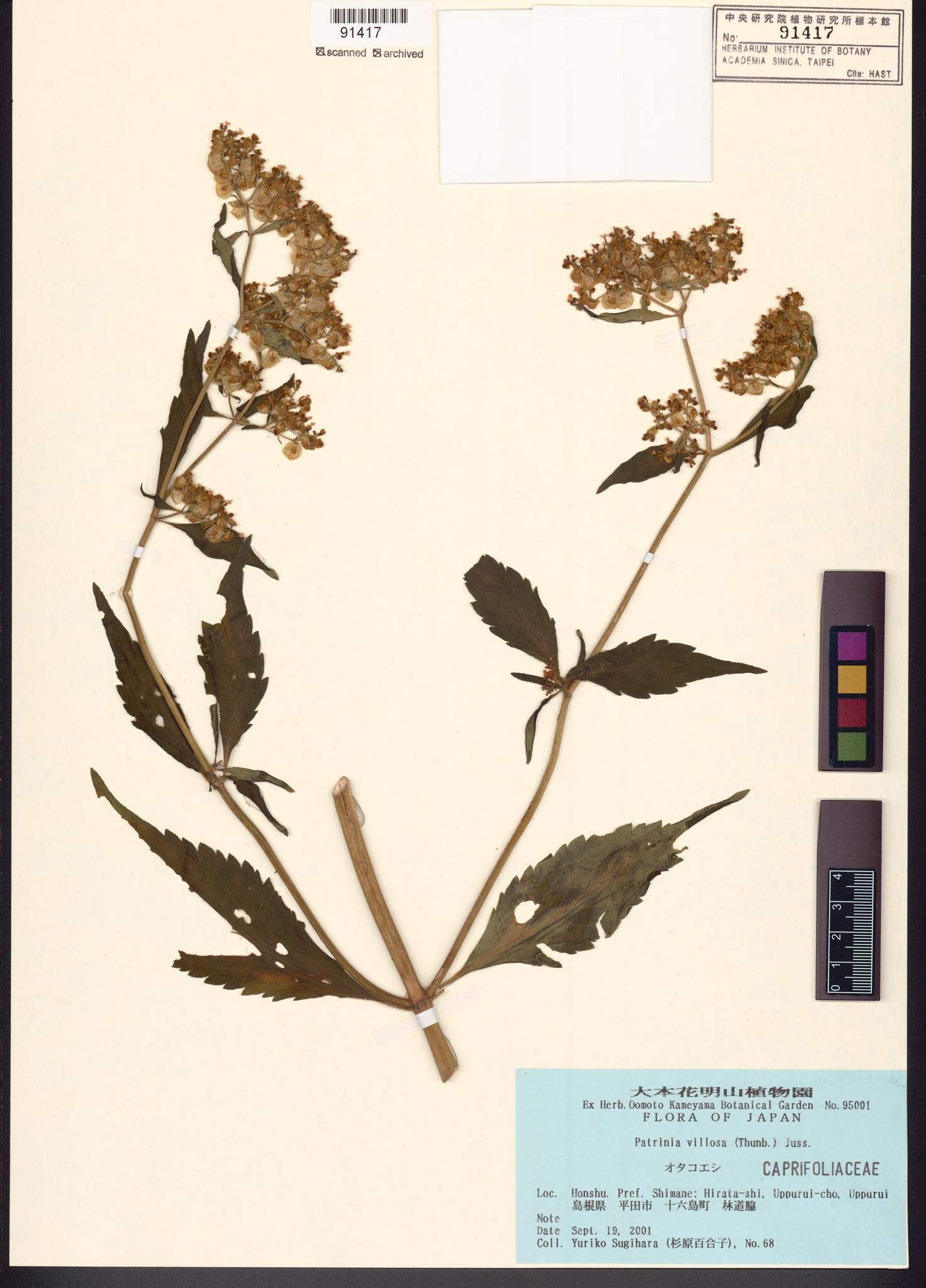 Sample image for viewer