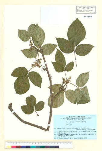 Rhus ambigua Lav. ex Dipped.