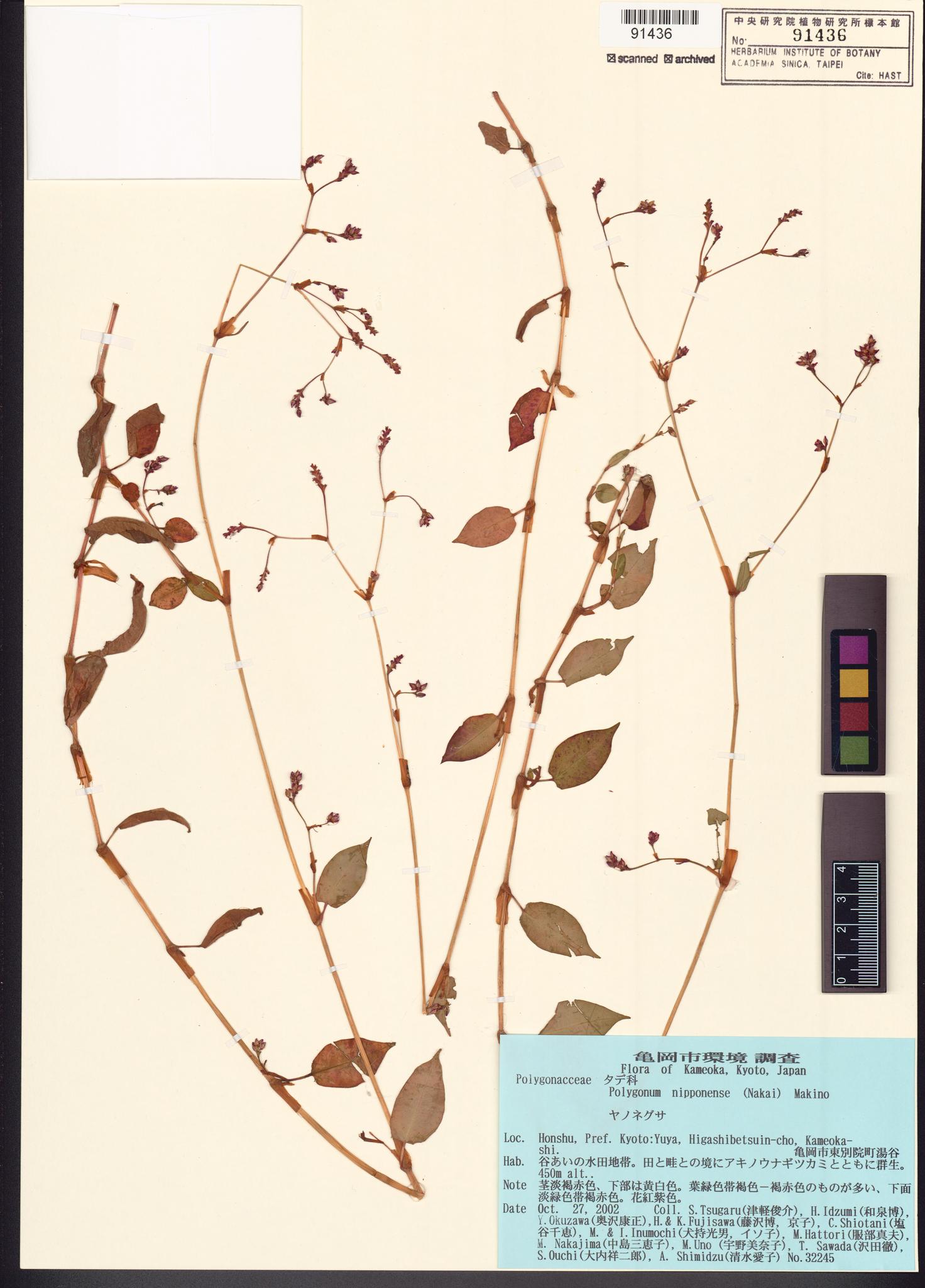 Sample image for viewer