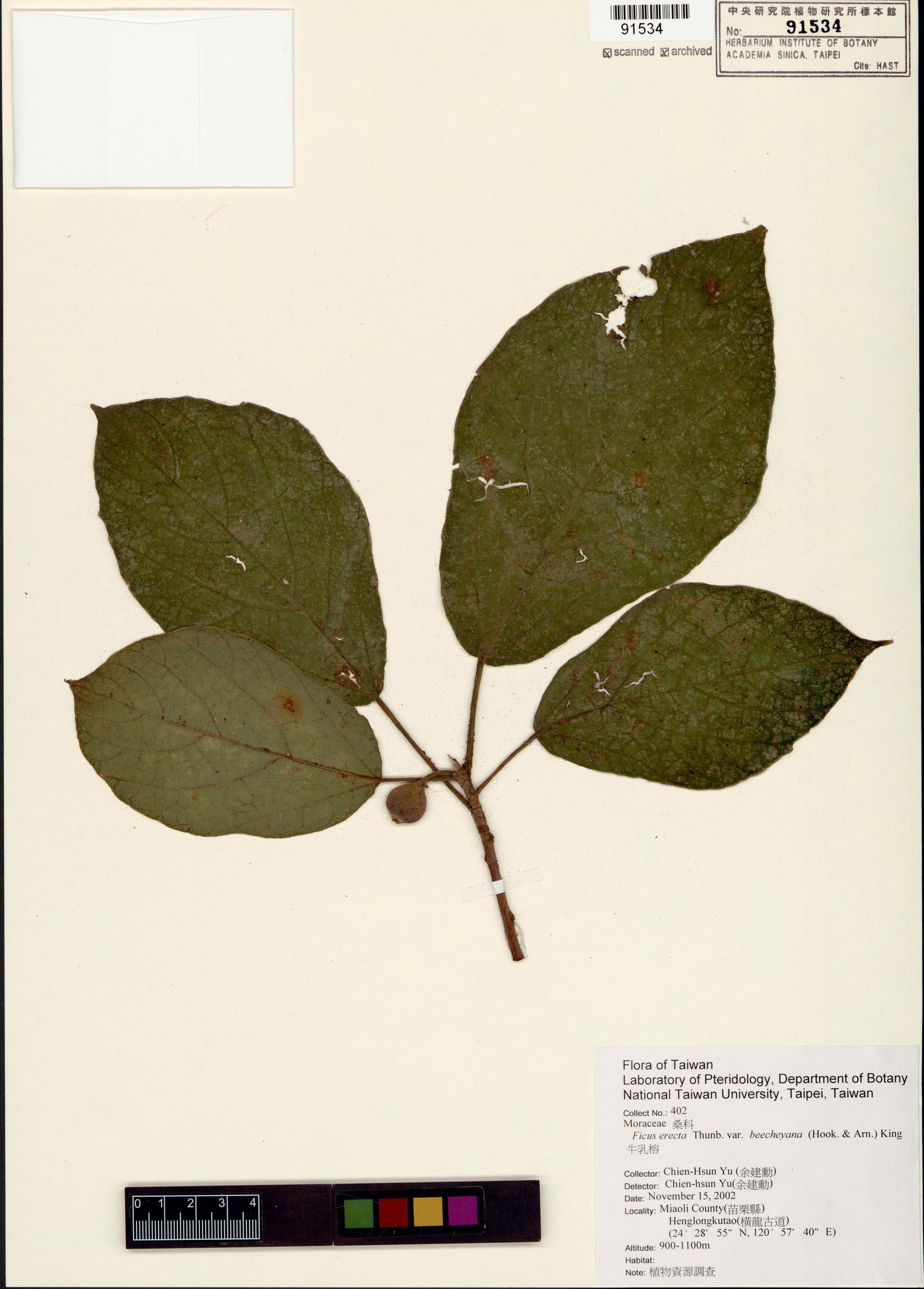 Sample image for viewer