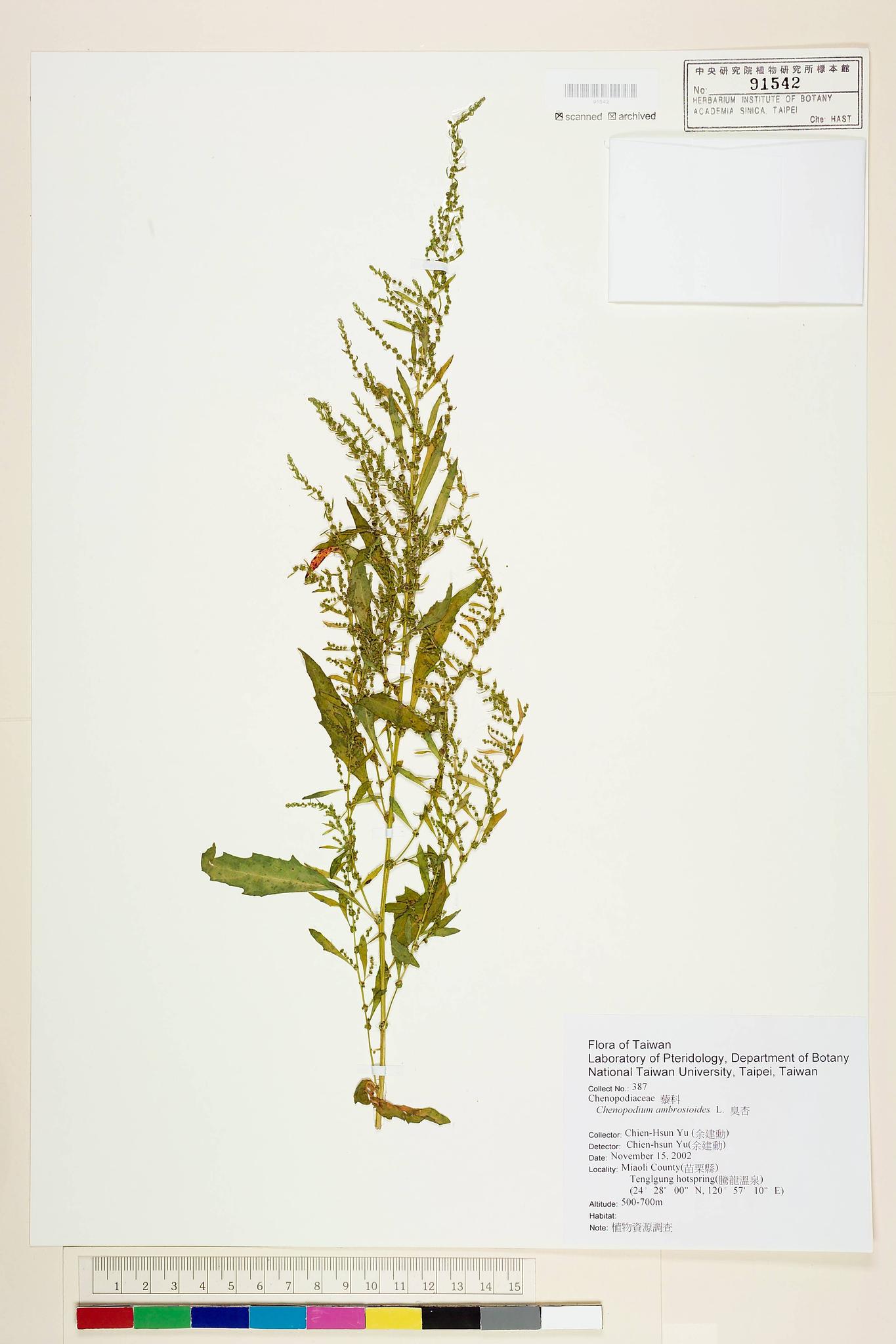 Sample image for viewer