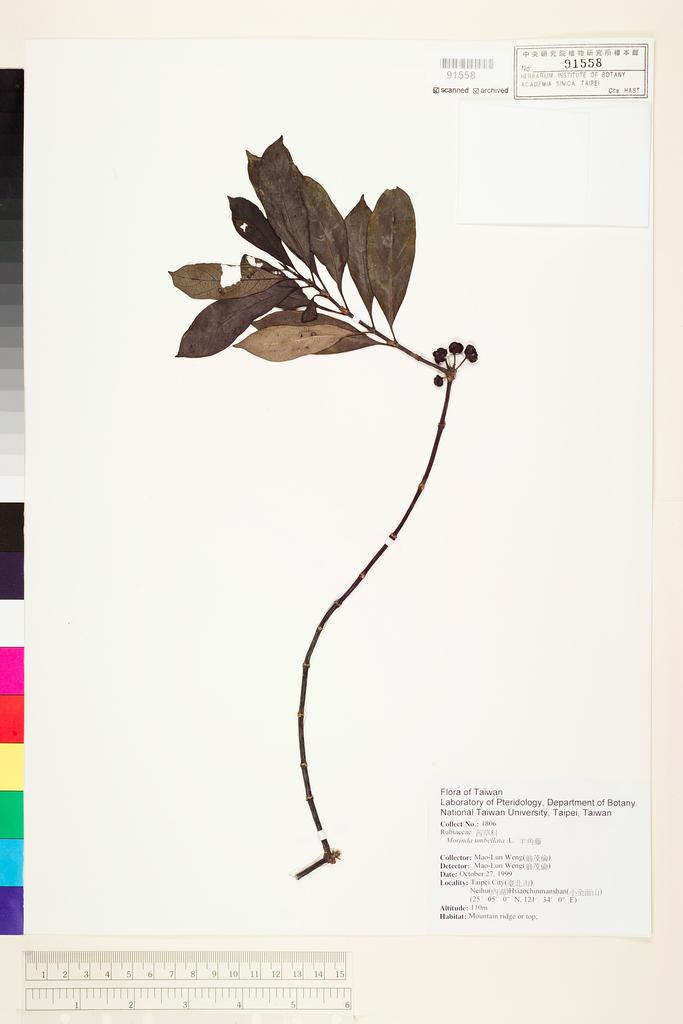 <Unit #71225 Weng, Mao-Lun | 翁茂倫 | 1806:: | Morinda umbellata L.>