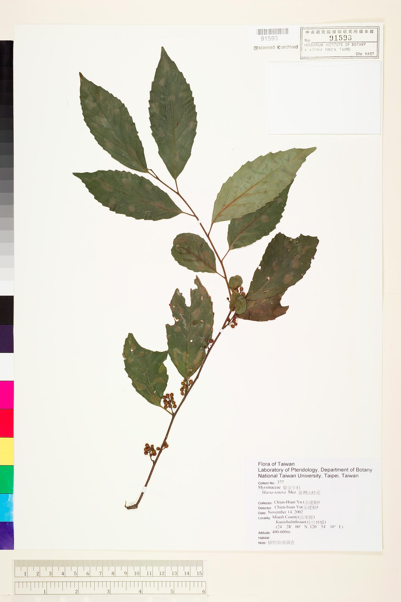 Sample image for viewer