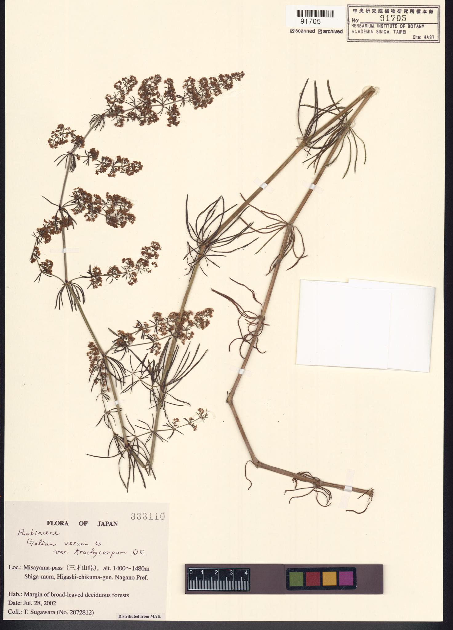 Sample image for viewer