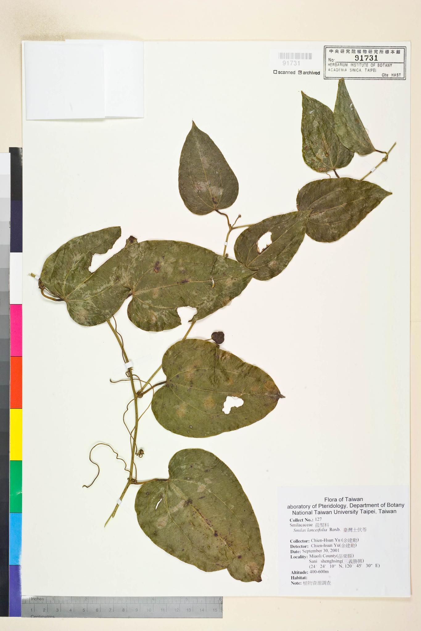 Sample image for viewer