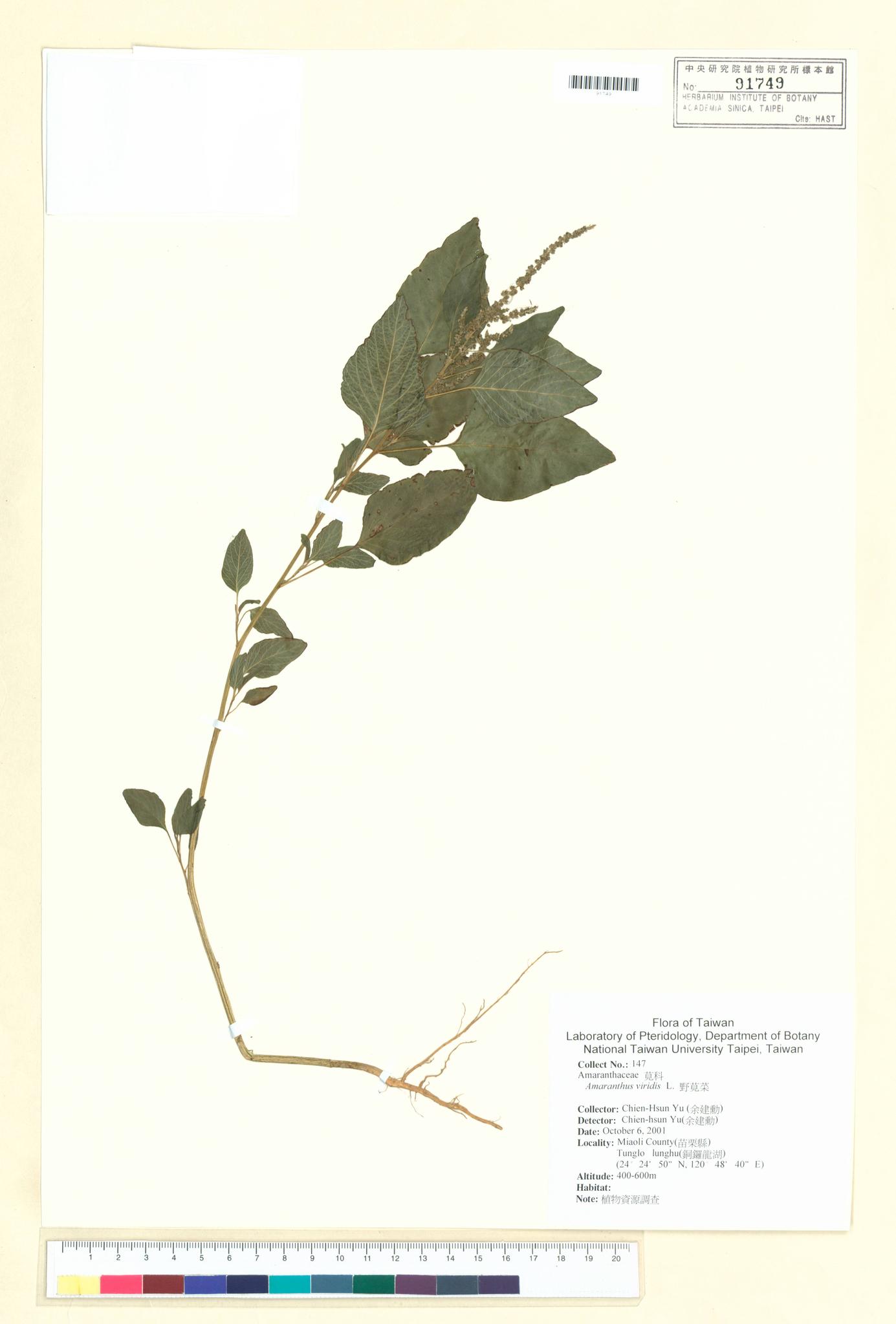 Sample image for viewer