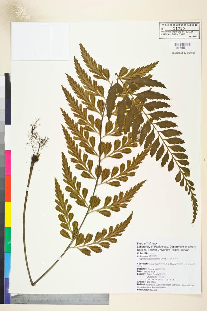 <Unit #82784 Lai, Yen-Ju | 賴嬿如 | 837:: | Asplenium cuneatiforme Christ>