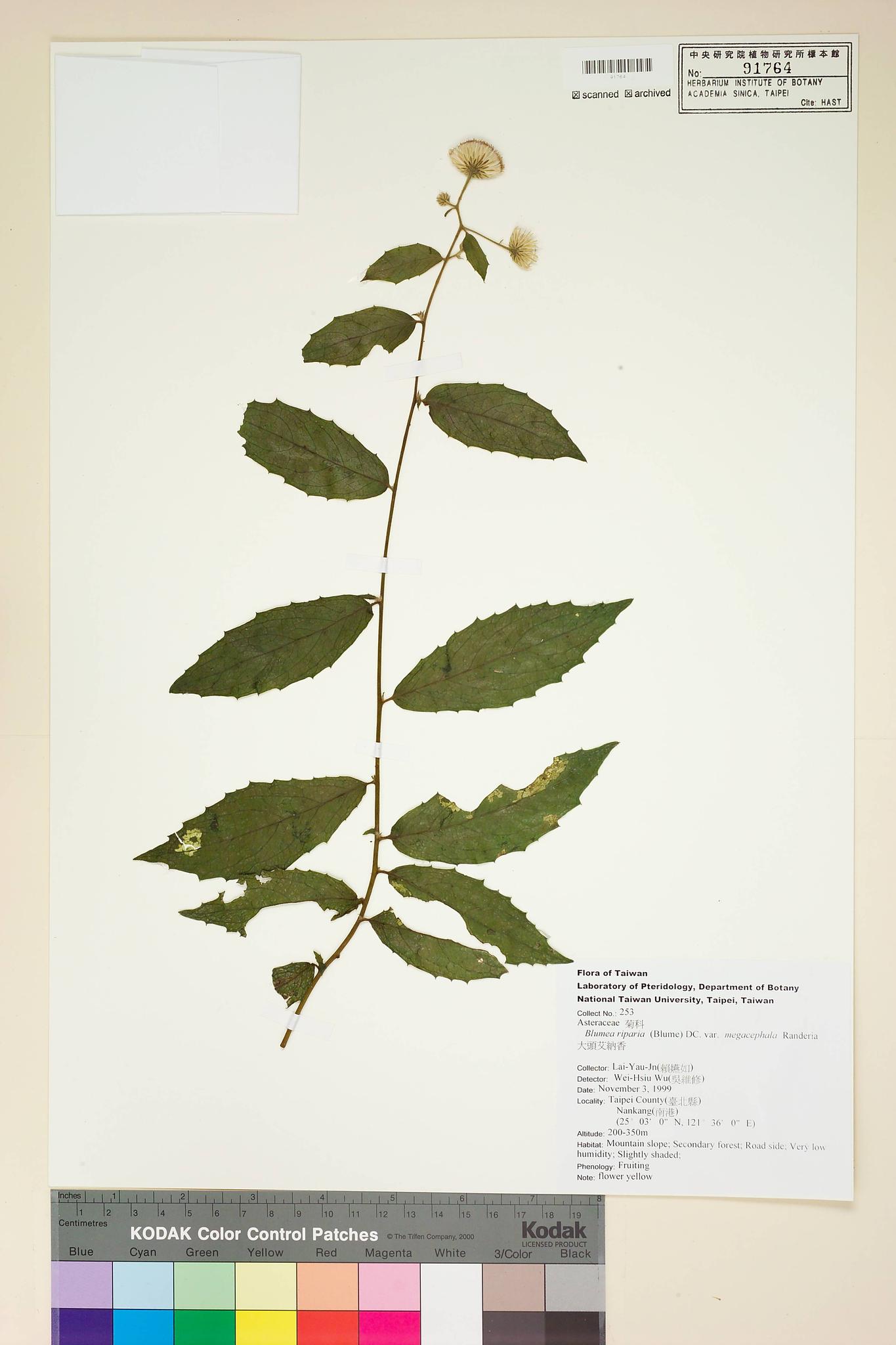 Sample image for viewer