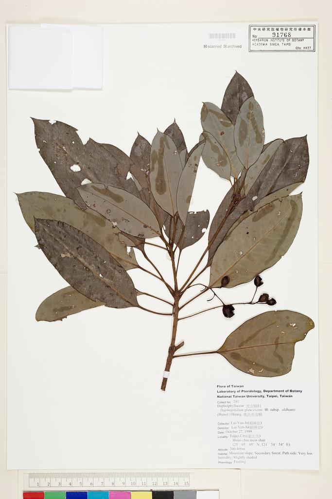 <Unit #51349 Lai, Yen-Ju | 賴嬿如 | 241:: | Daphniphyllum glaucescens subsp. oldhamii T.C. Huang>