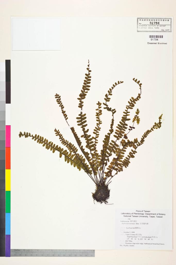 <Unit #84269 Lai, Yen-Ju | 賴嬿如 | 218:: | Asplenium normale D. Don>