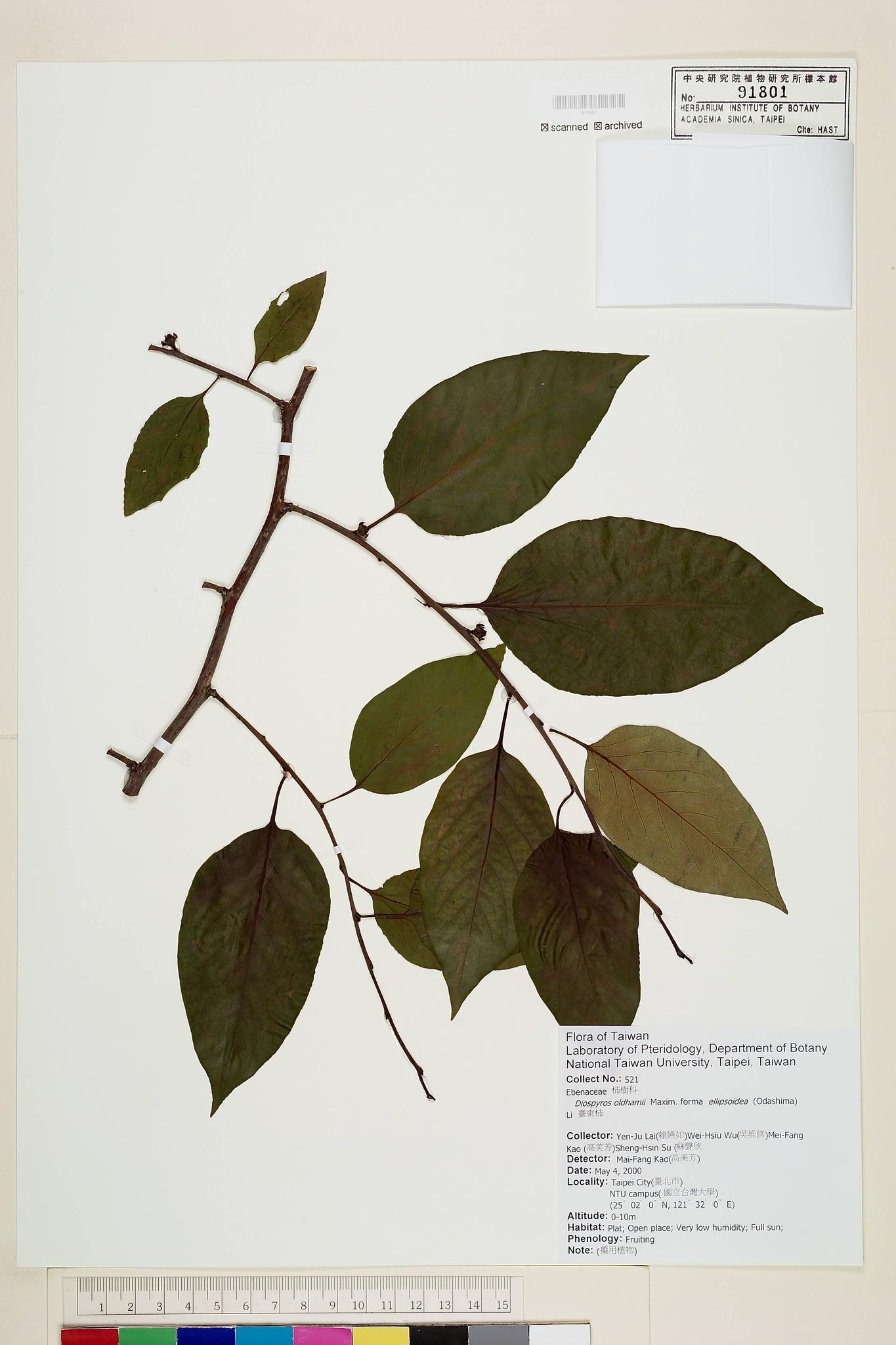 Sample image for viewer