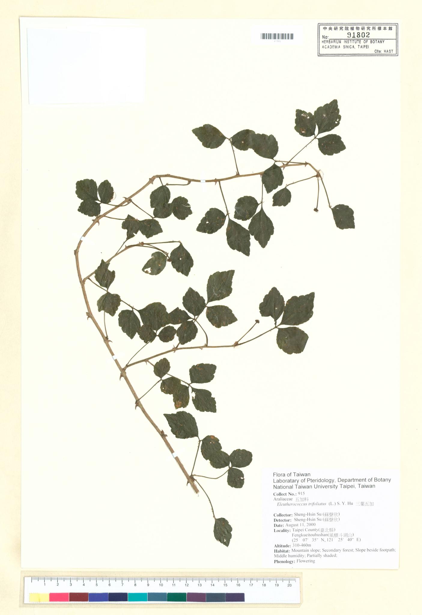 Sample image for viewer