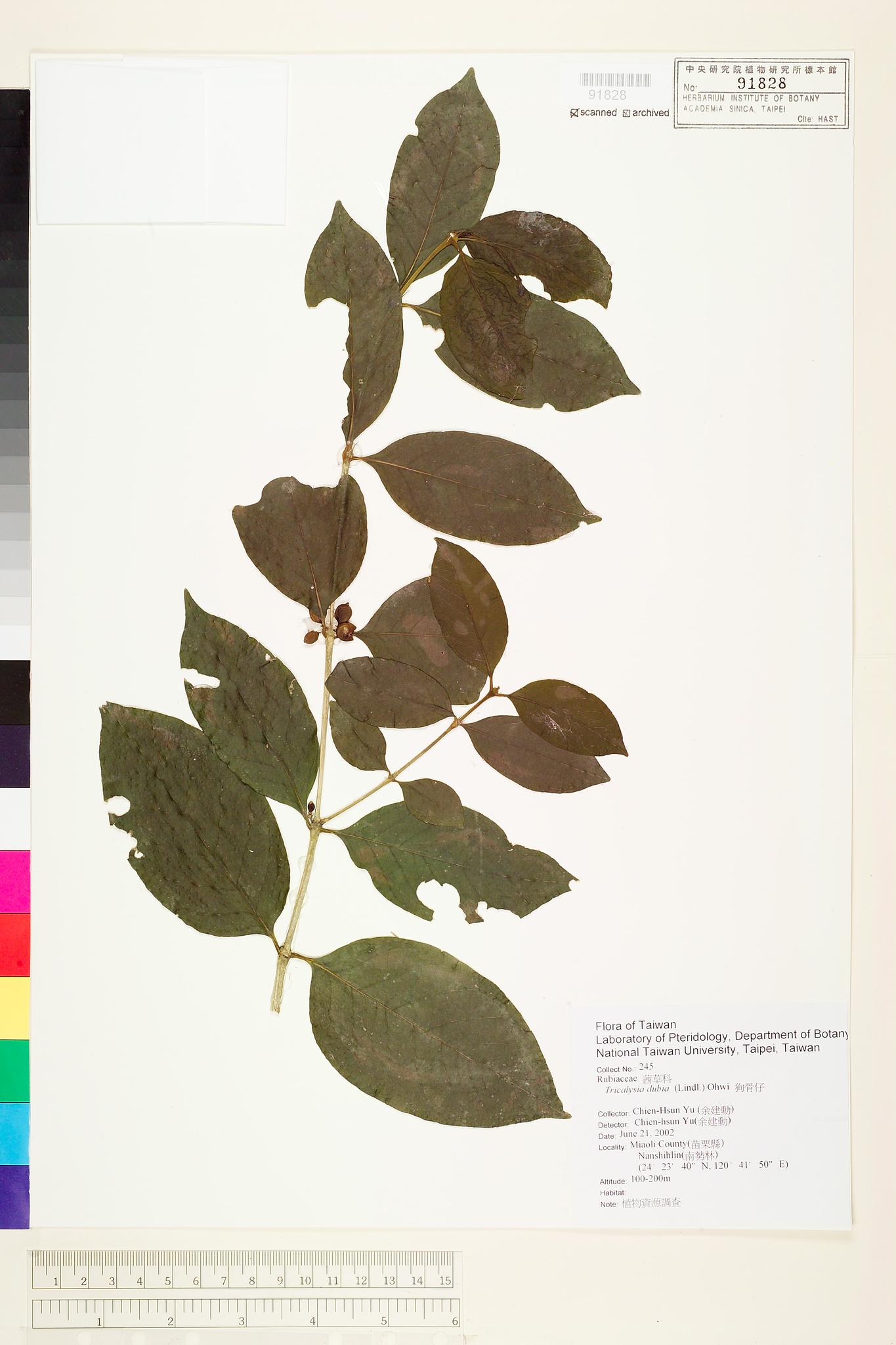 Sample image for viewer