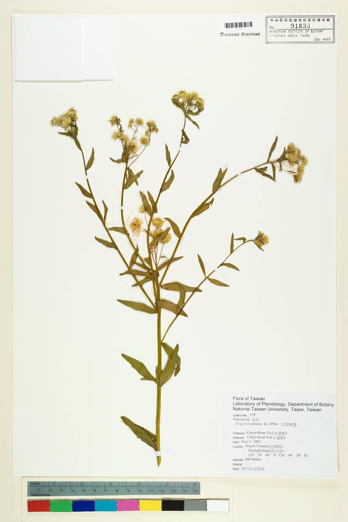 <Unit #47429 Yu, Chien-Hsun | 余建勳 | 239:: | Erigeron annuus (L.) Pers.>