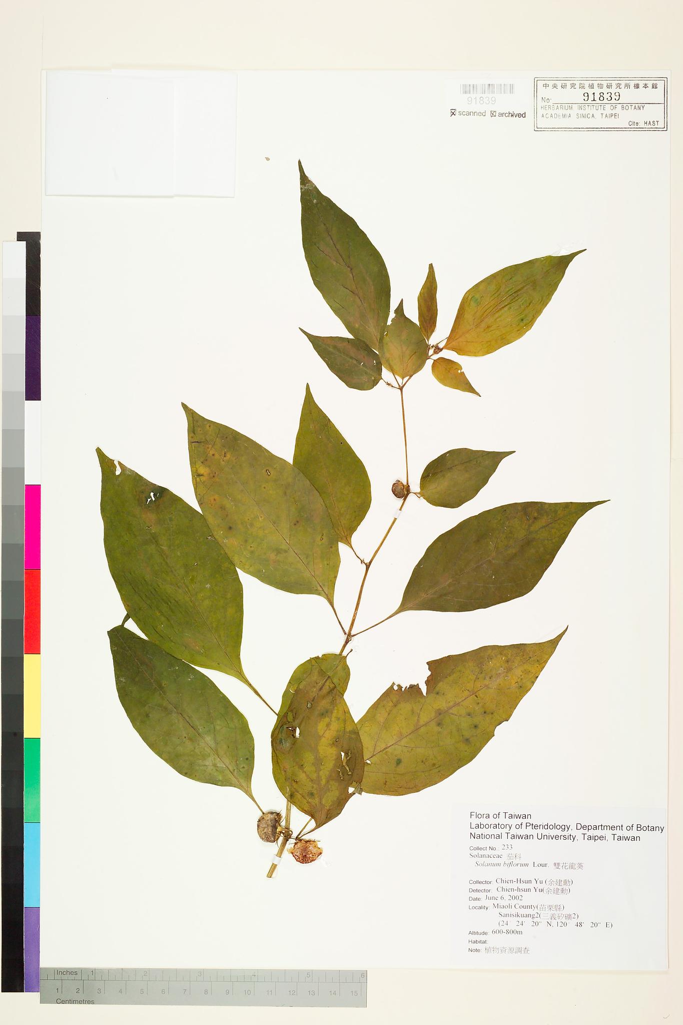 Sample image for viewer