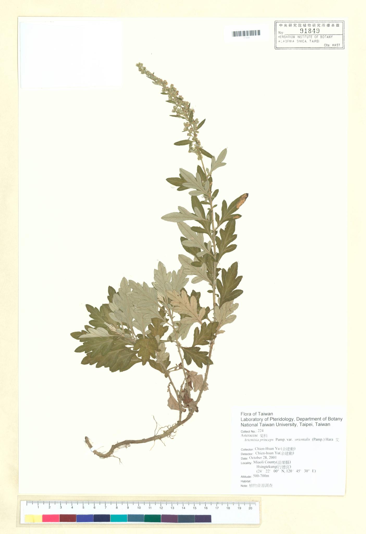 Sample image for viewer