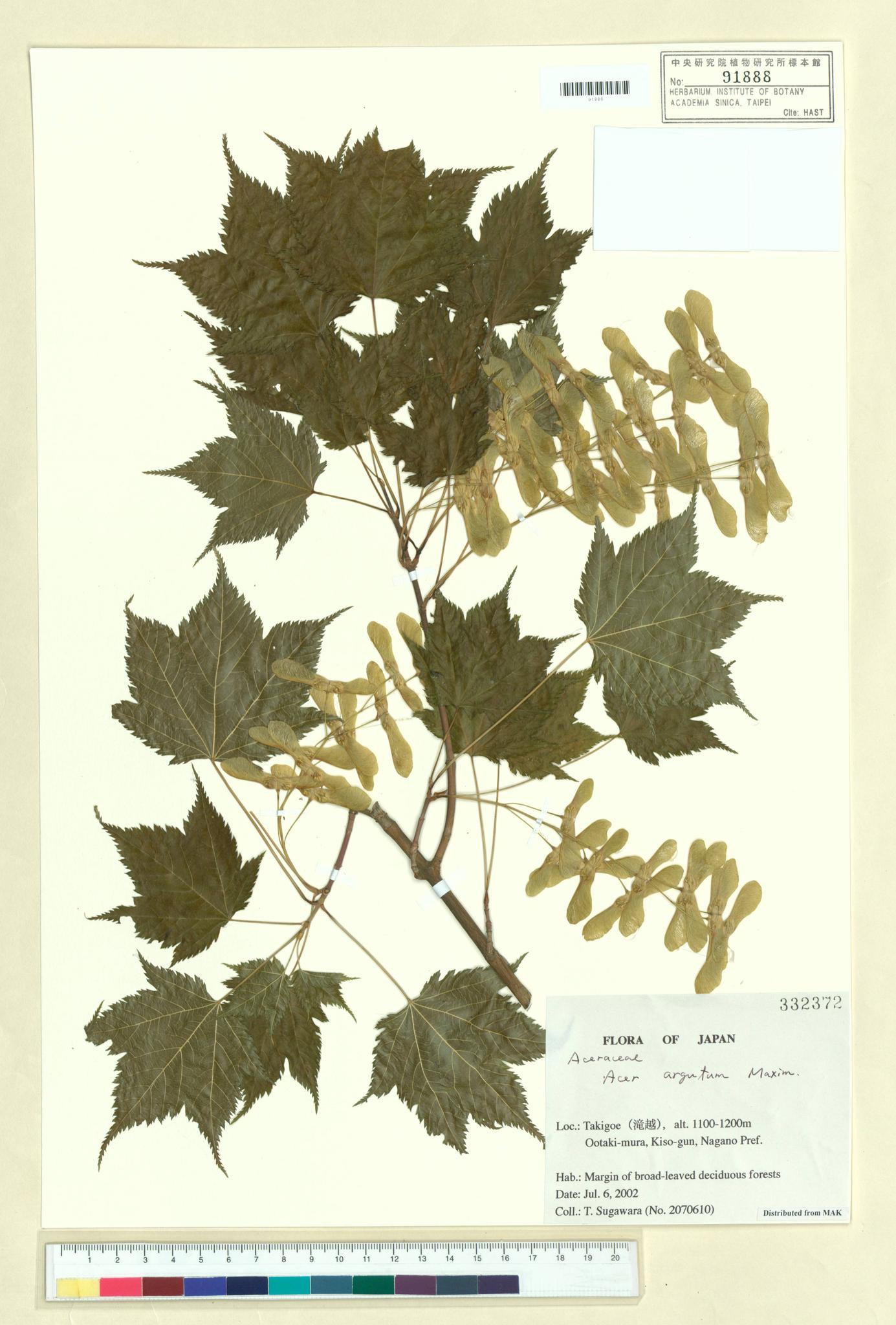 Sample image for viewer