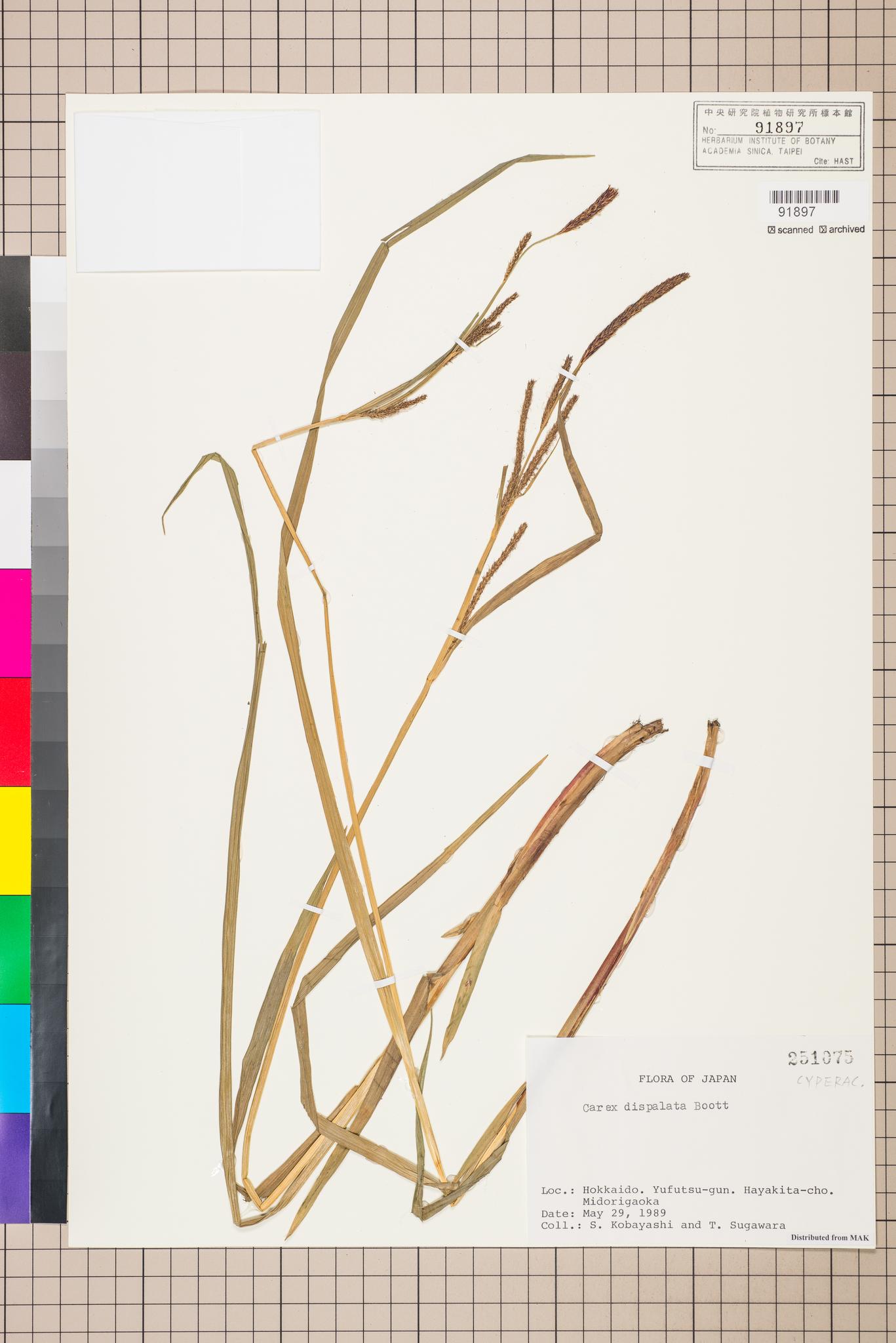 Sample image for viewer