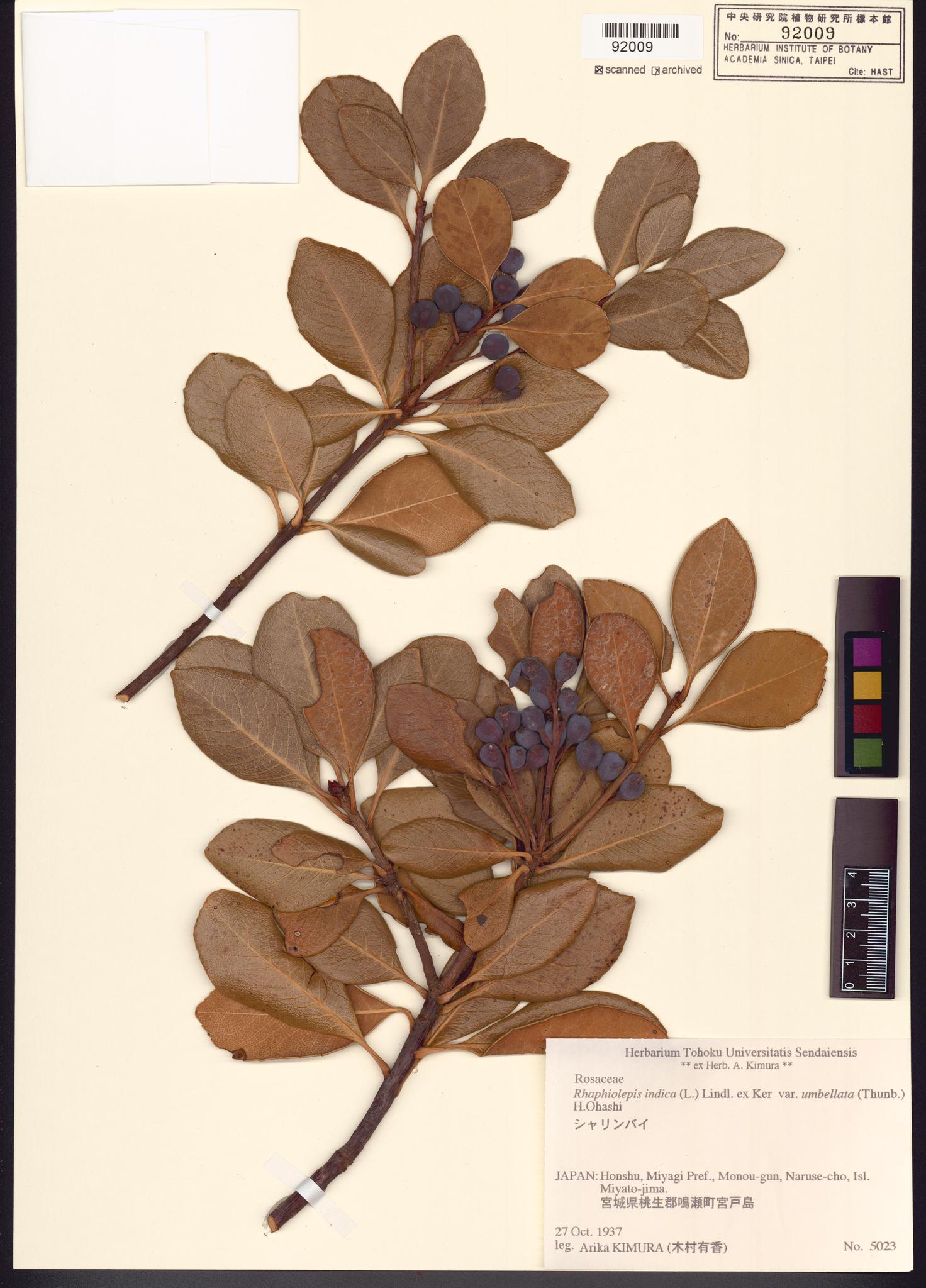 Sample image for viewer