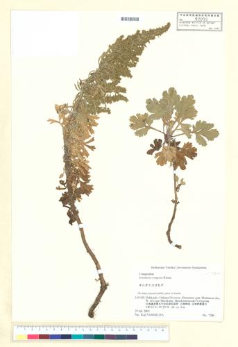 Artemisia congesta (Oniotokoyomogi)