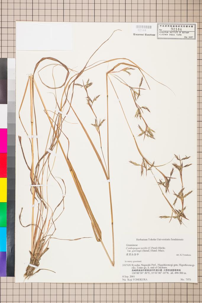 <Unit #108755 Yonekura, Koji |  | 7573:: | Cymbopogon goeringii (Steud.) A. Camus tortilis (J. Presl) Hitchc. var. goeringii (Steud.) Hand. - Mazz.>