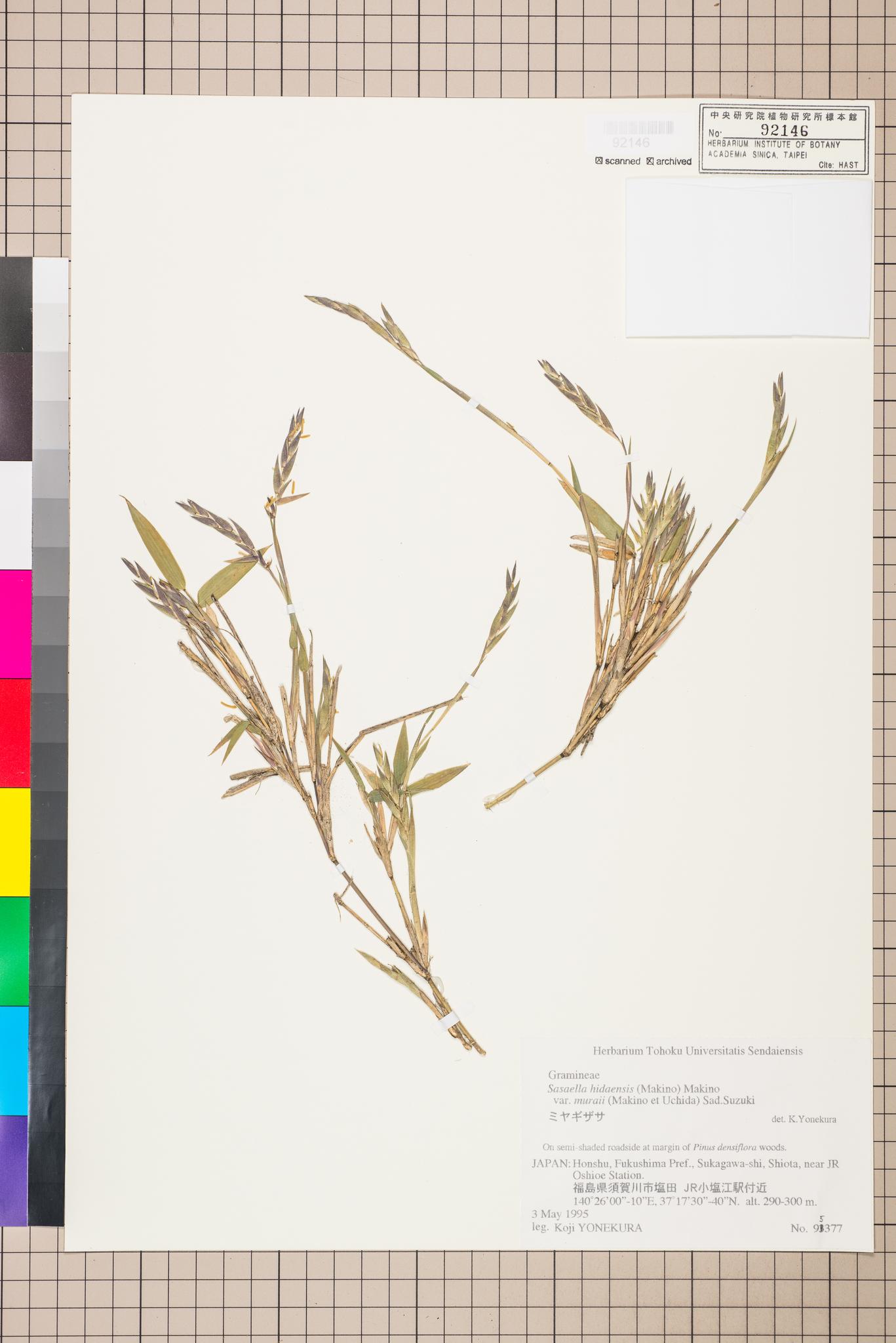 Sample image for viewer