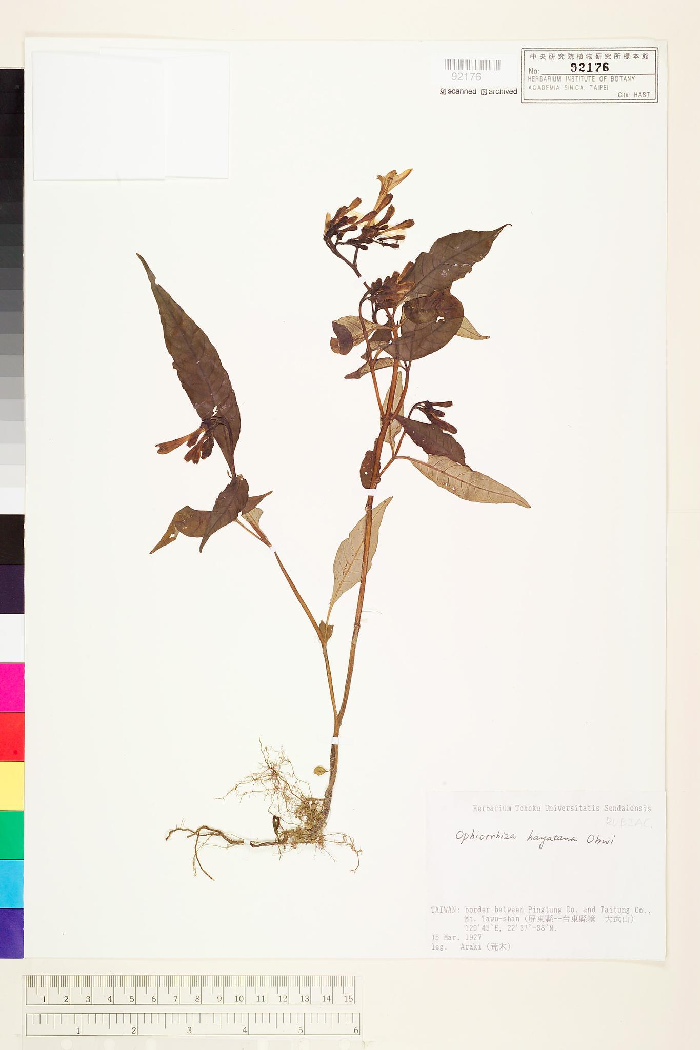 Sample image for viewer