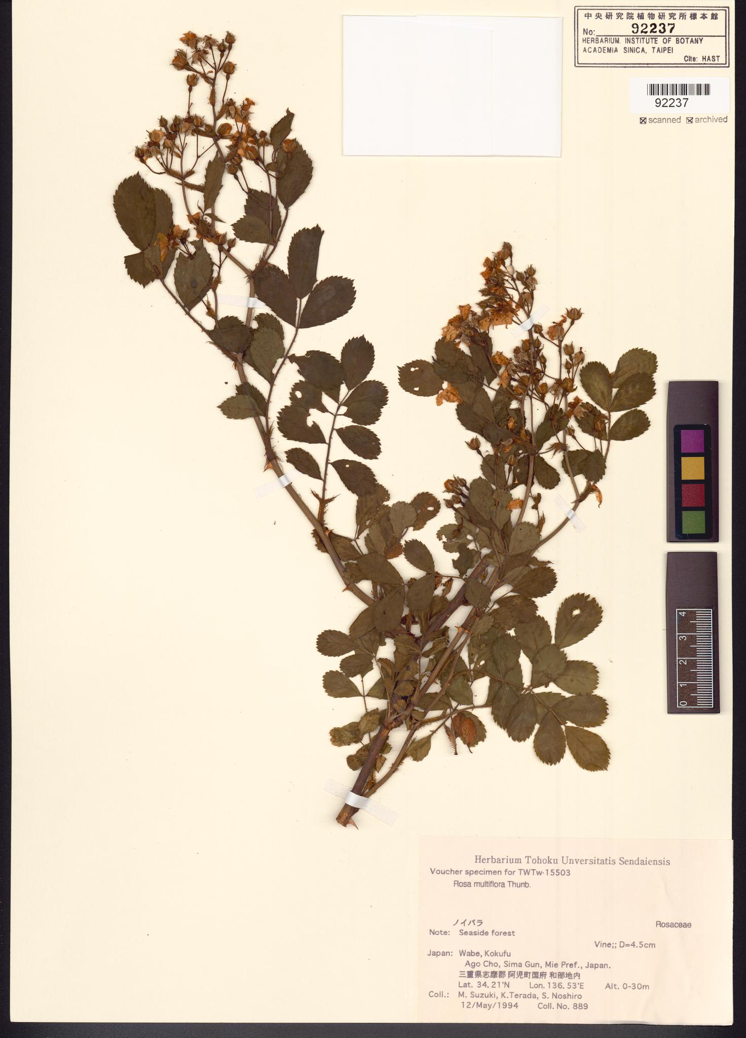 Sample image for viewer