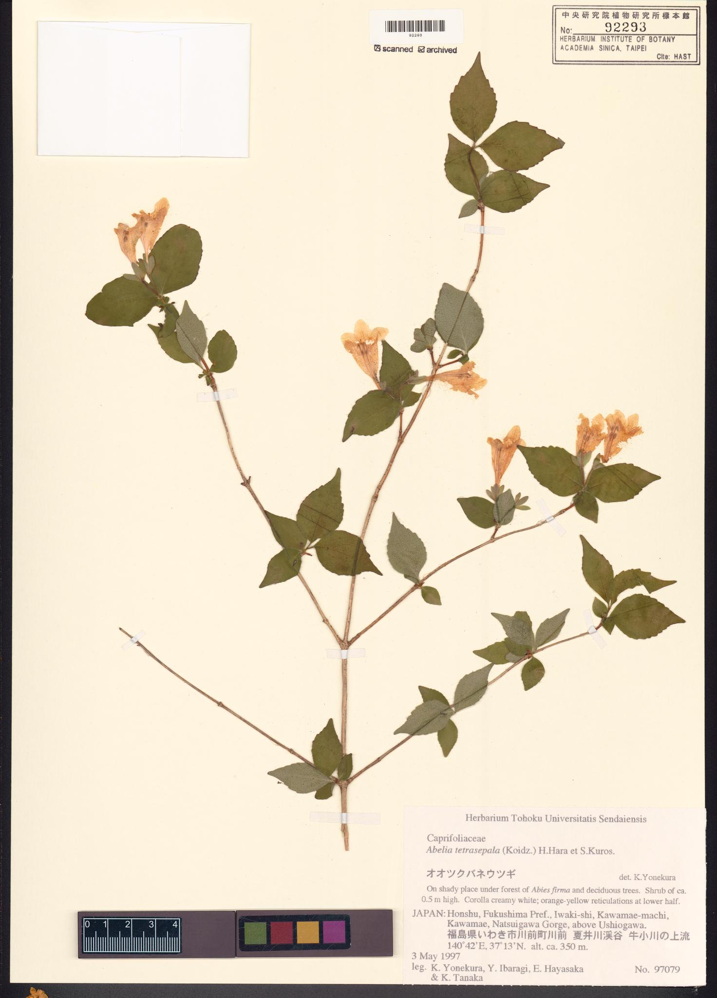 Sample image for viewer