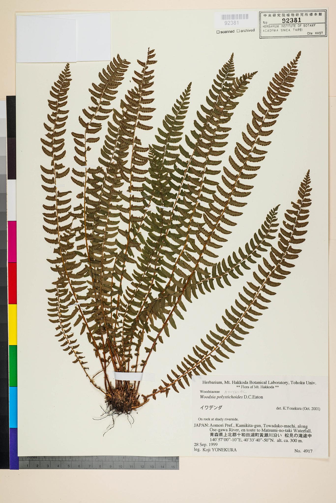 Sample image for viewer