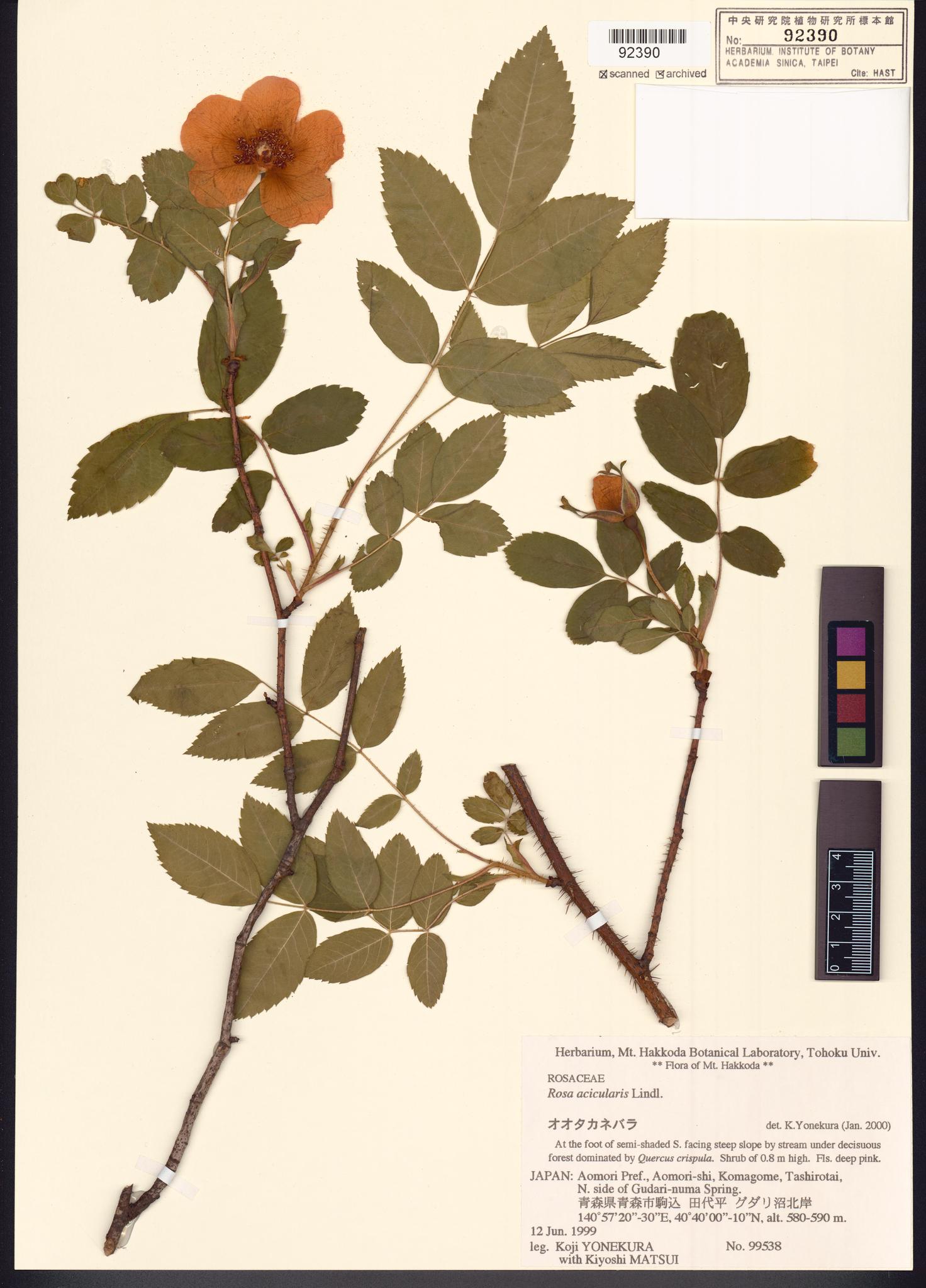 Sample image for viewer