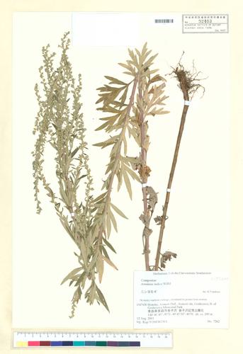 Artemisia indica Willd.
