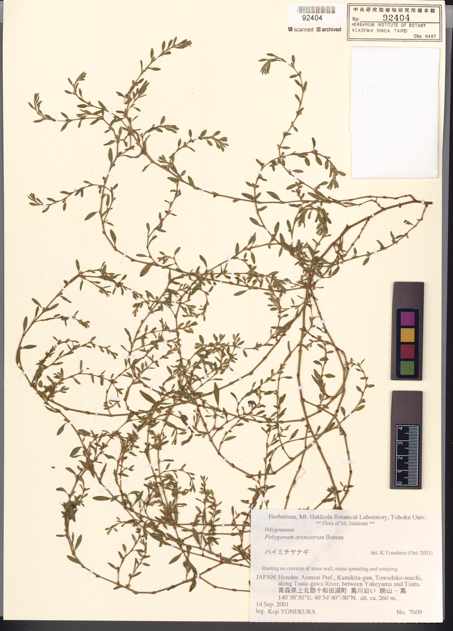 Sample image for viewer