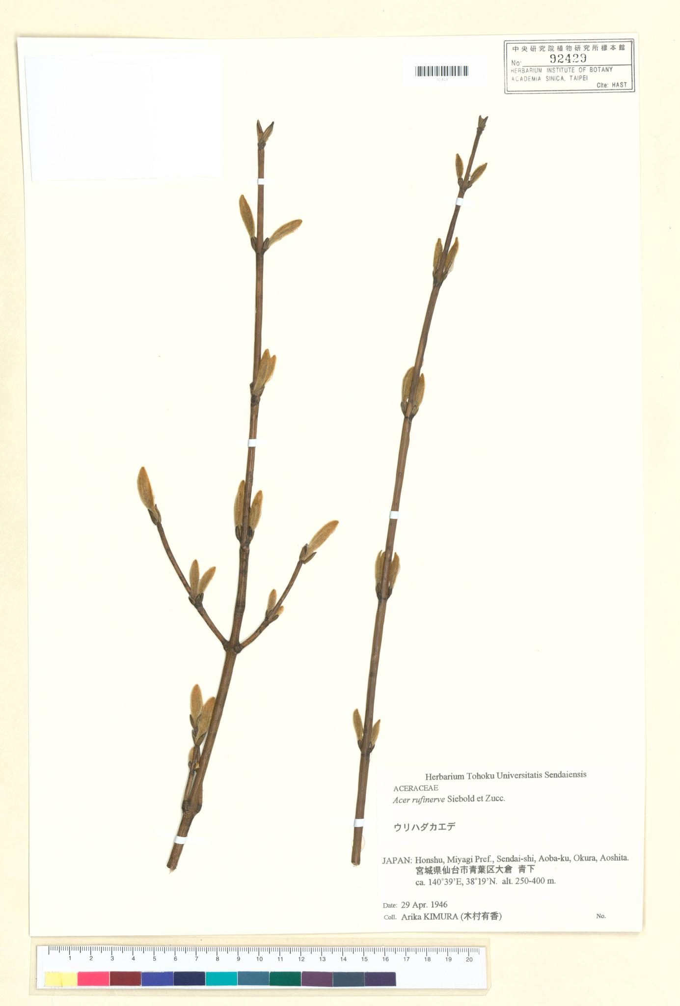 Sample image for viewer