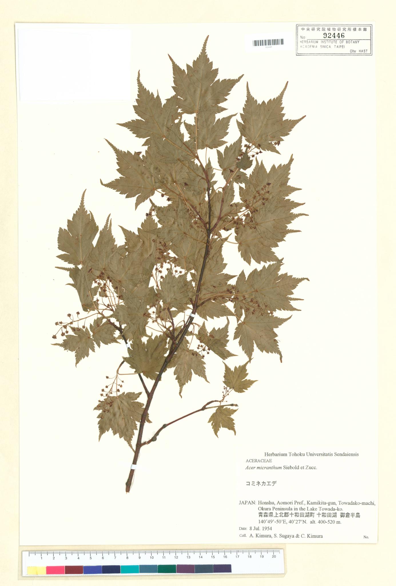 Sample image for viewer