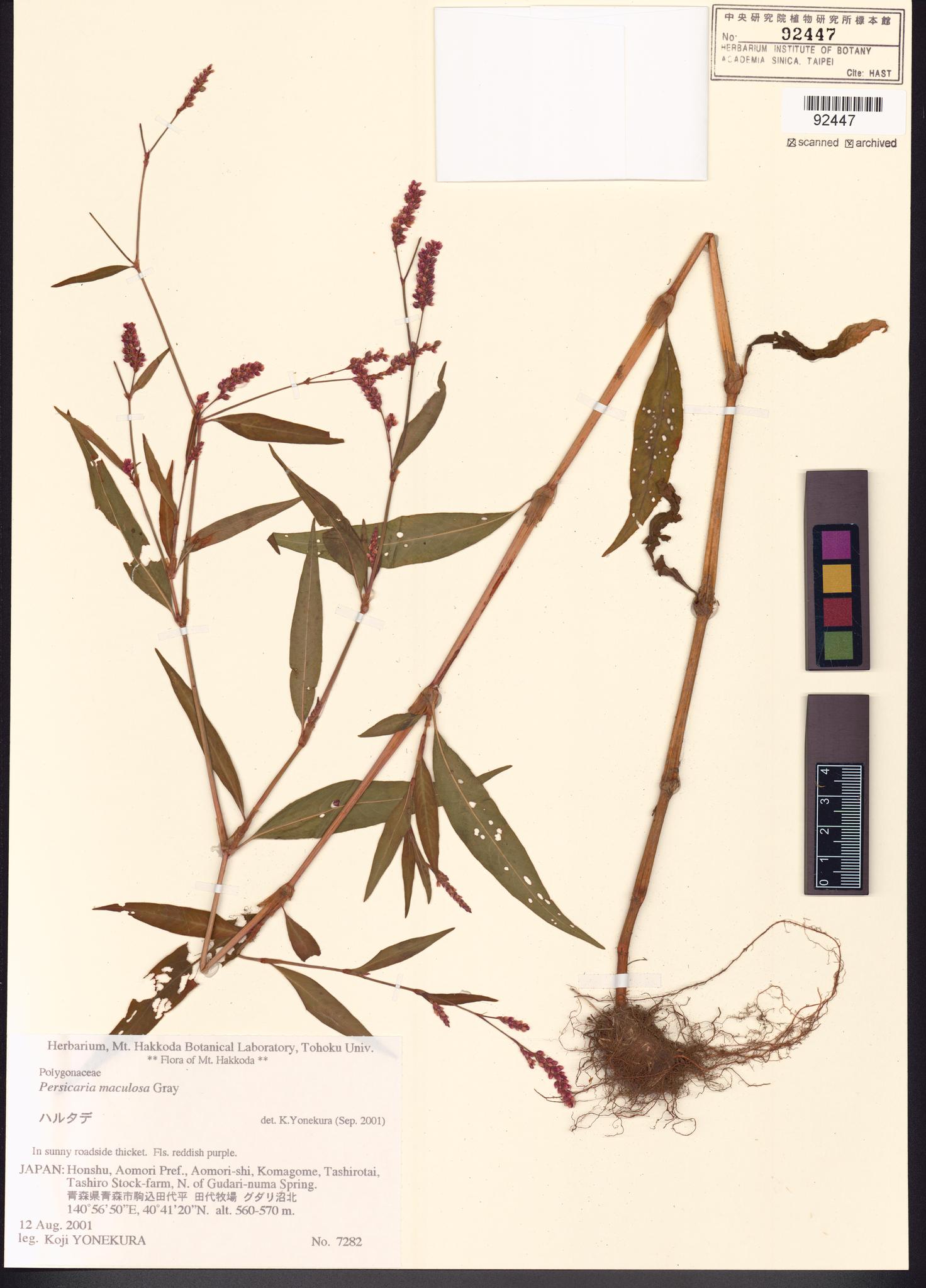 Sample image for viewer