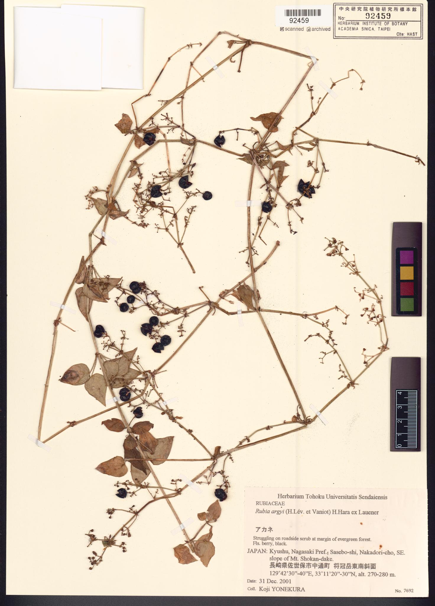 Sample image for viewer