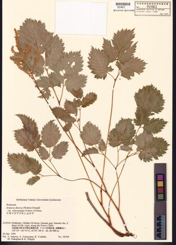 Aruncus dioicus (Walter) Fernald var. subrotundus (Tatew.) H. Hara