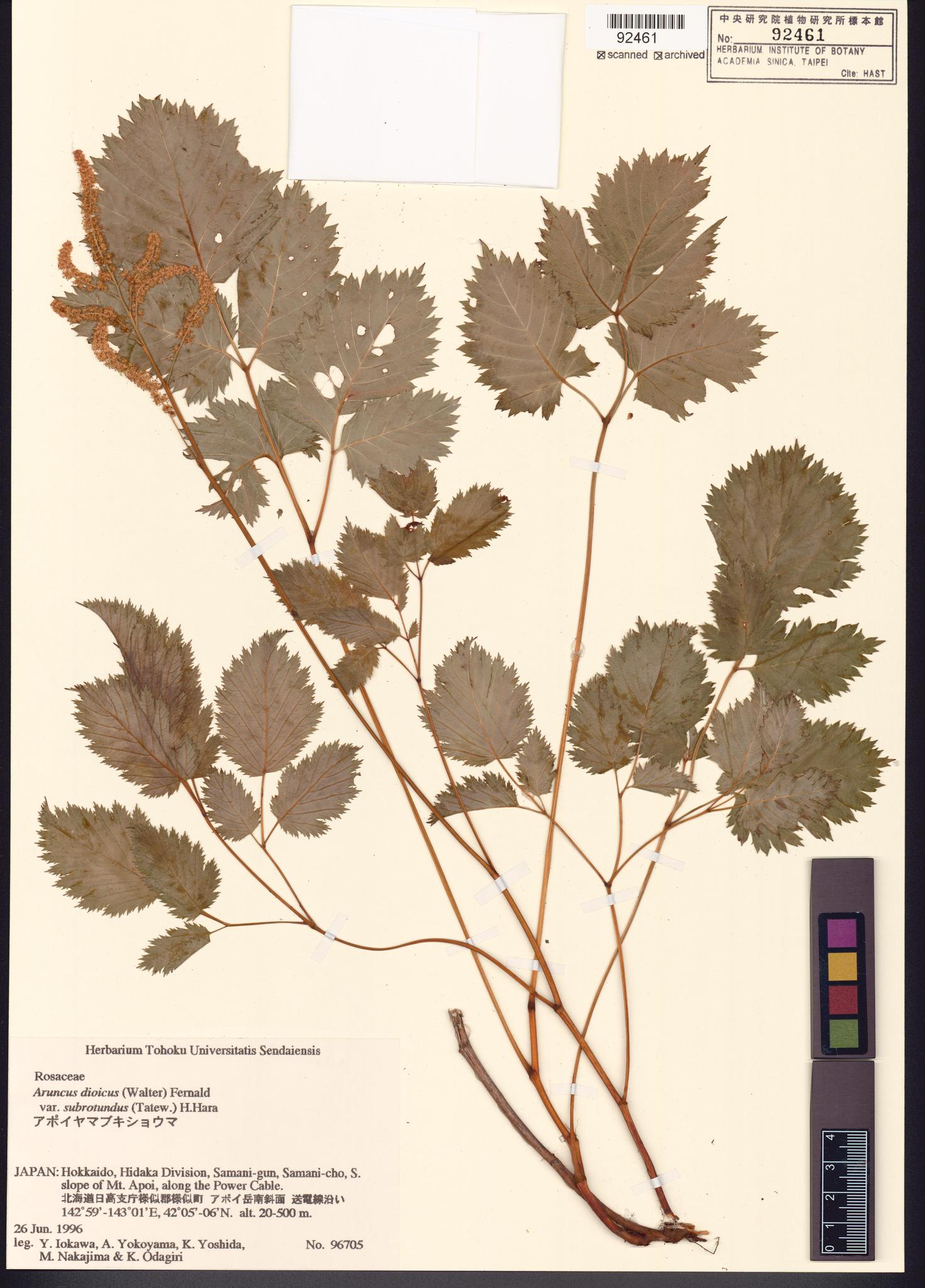 Specimen image