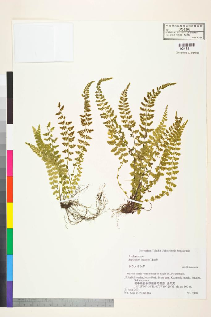 <Unit #128703 Yonekura, Koji |  | 7370:: | Asplenium incisum Thunb.>