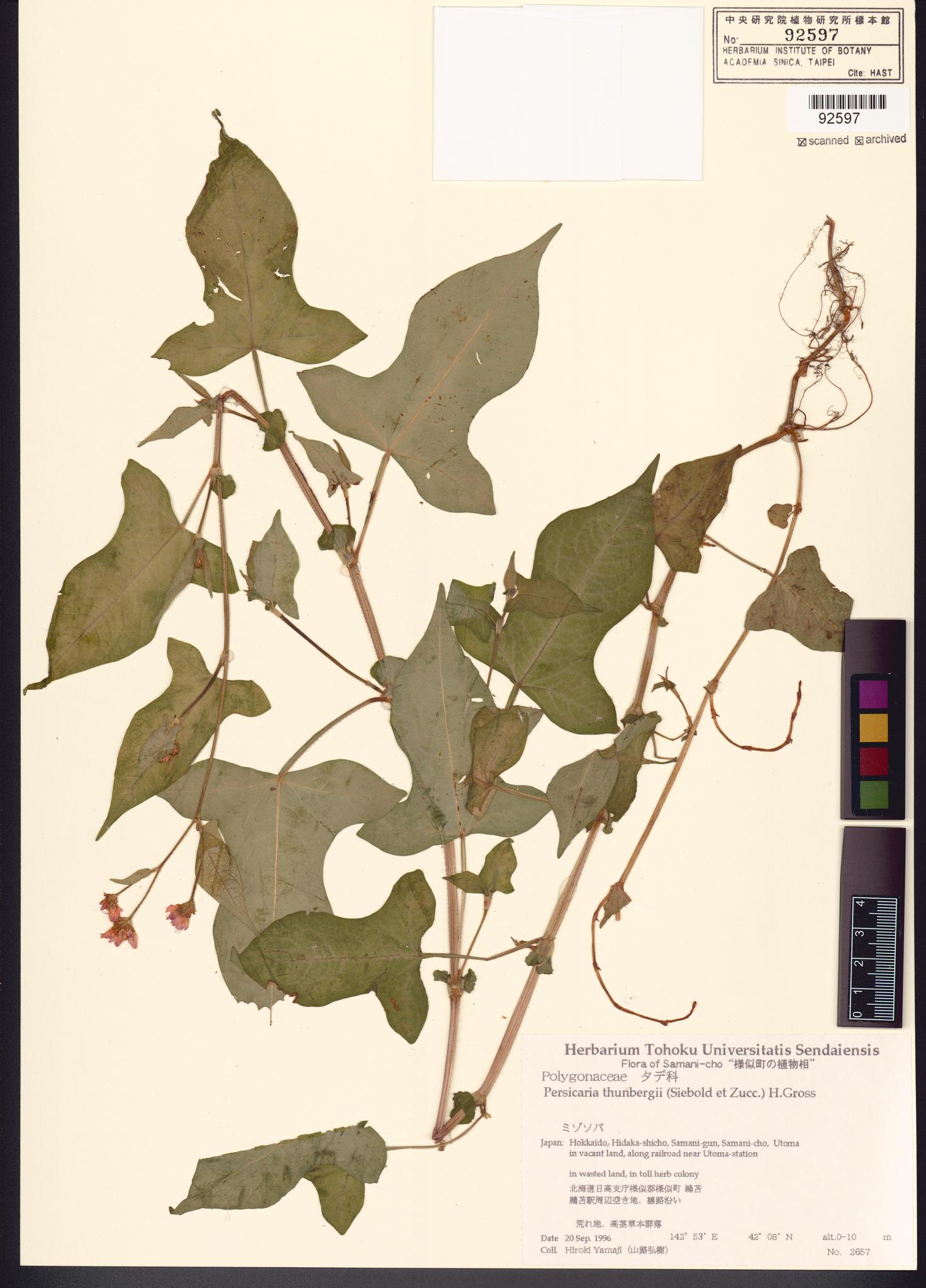 Sample image for viewer