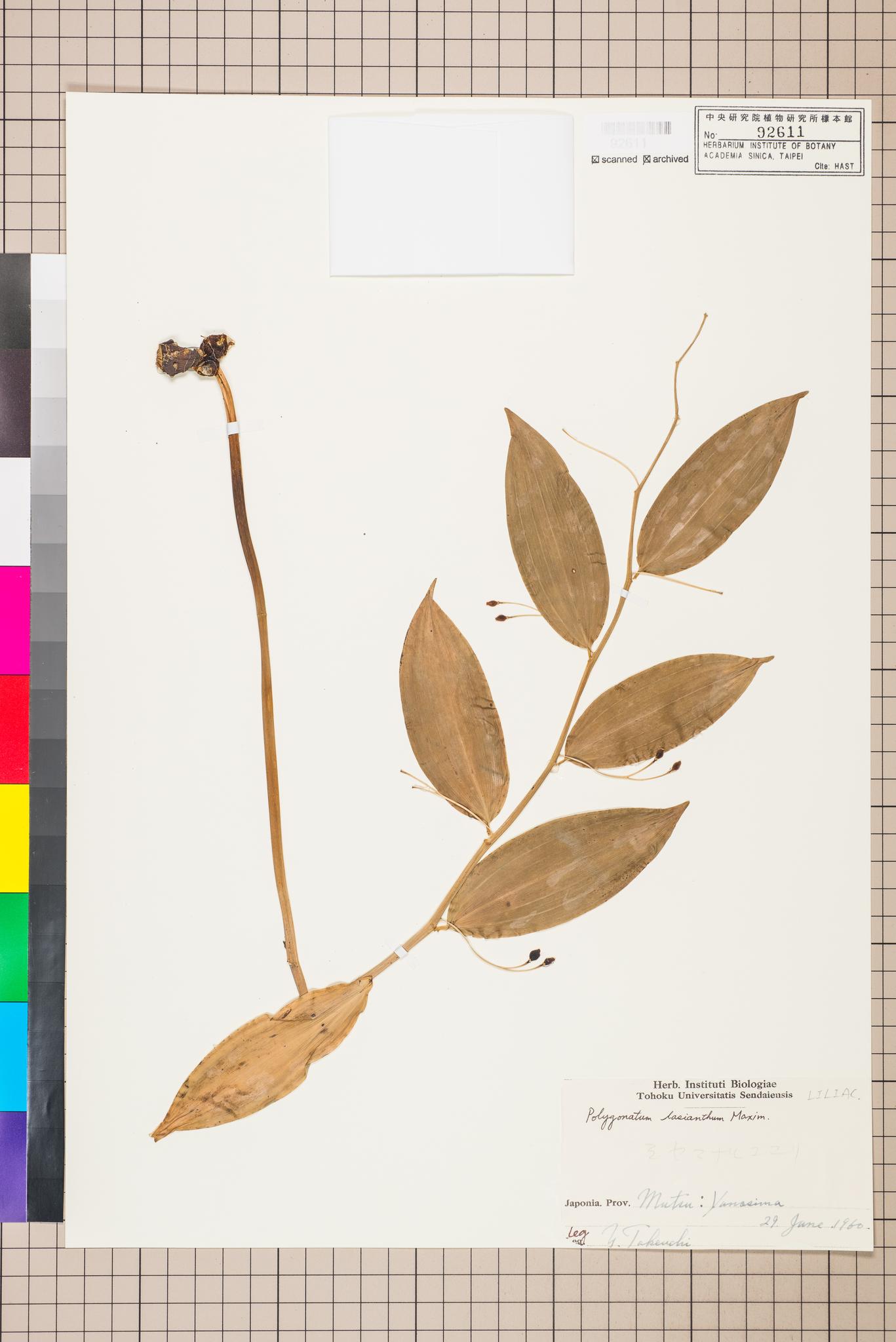 Sample image for viewer