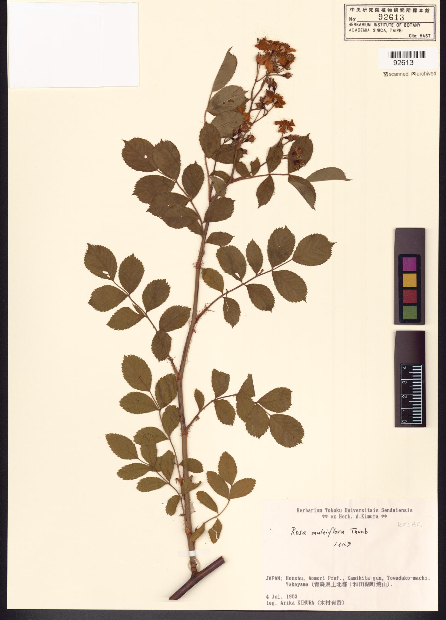 Sample image for viewer