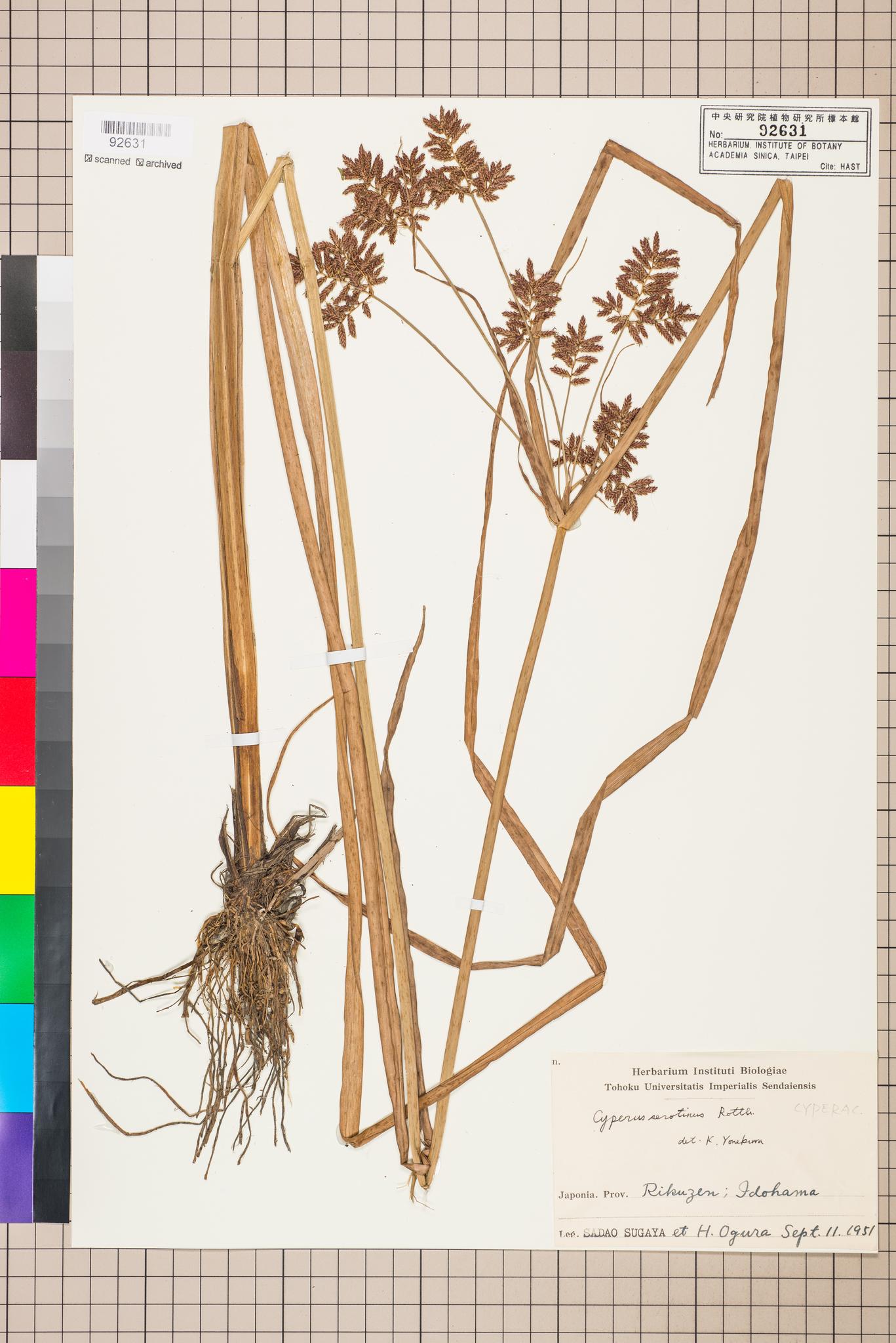 Sample image for viewer