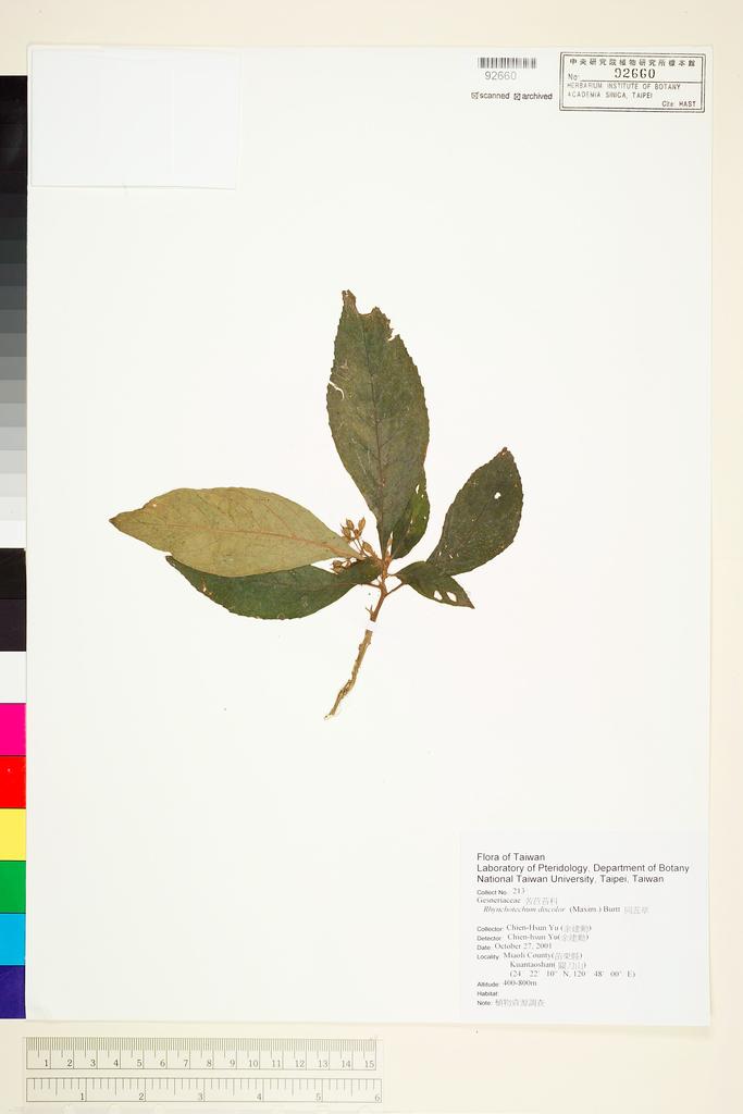 <Unit #65210 Yu, Chien-Hsun | 余建勳 | 213:: | Rhynchotechum discolor (Maxim.) B. L. Burtt>
