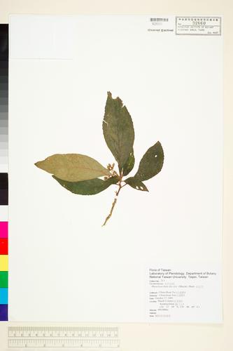 Rhynchotechum discolor (Maxim.) B. L. Burtt