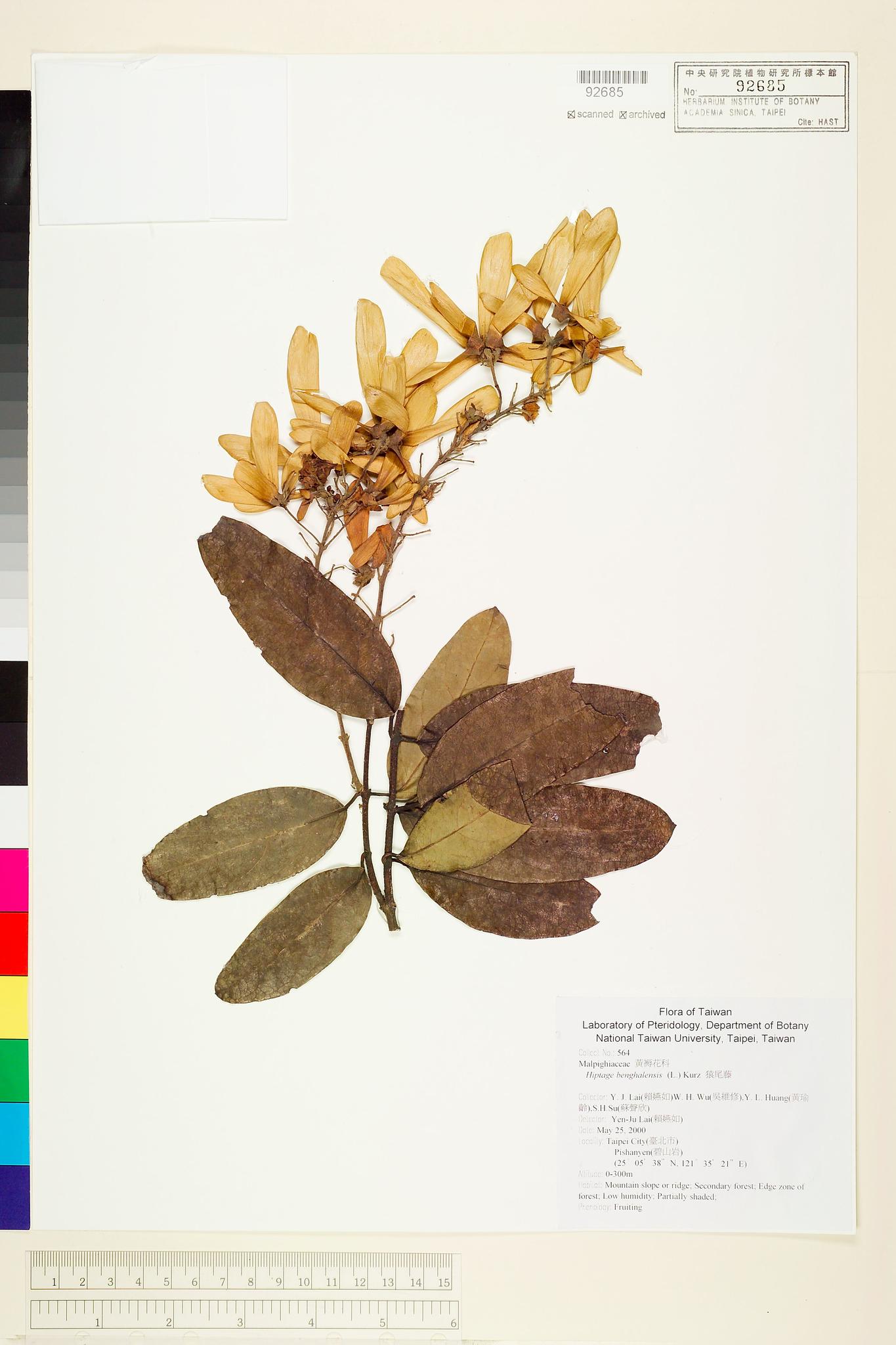 Sample image for viewer