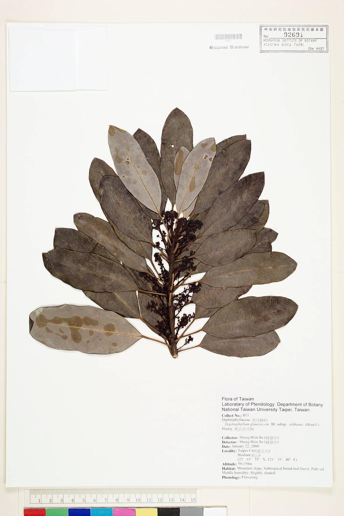 <Unit #51360 Su, Sheng-Hsin | 蘇聲欣 | 813:: | Daphniphyllum glaucescens subsp. oldhamii T.C. Huang>