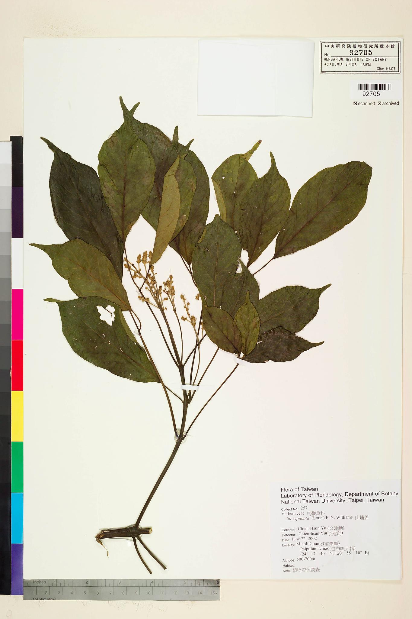 Sample image for viewer